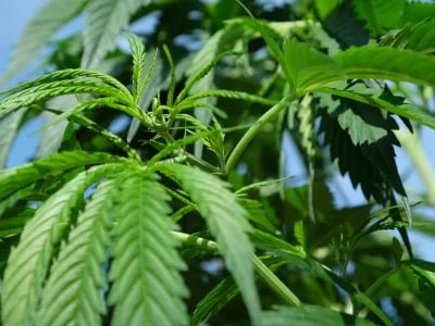 Buy Weed Online in the USA: Your #1 Place to Buy Weed Strains Online