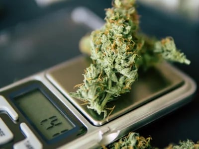 Wholesale THC Marijuana Buds Europe – Bulk Premium Cannabis for Dispensaries & Buyers