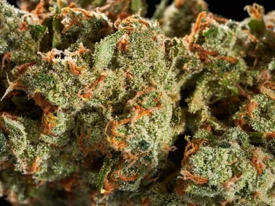 THCa Wholesale Europe – Buy Bulk THC-A Cannabis Flower Online