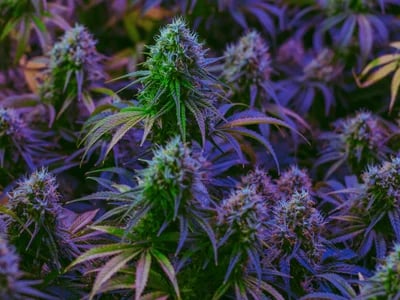 Megadose – Votre CBDShop en ligne pour des fleurs et résines CBD premium livrées partout en France
