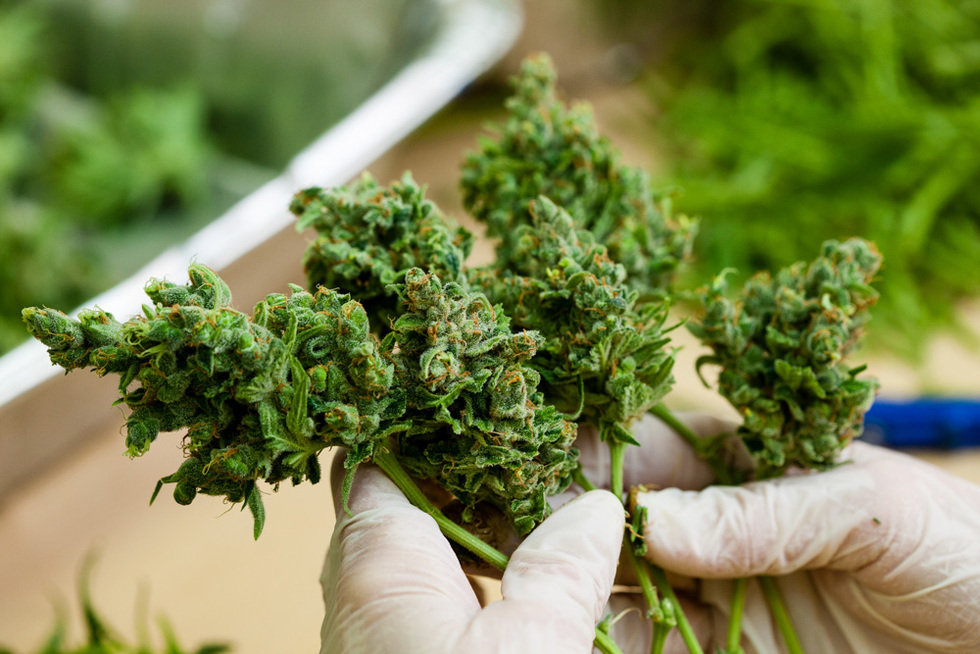 Cannabis Online Dispensary UK – Premium Weed Store with Same-Day Discreet Delivery