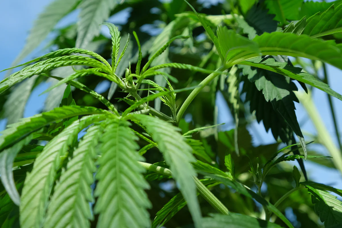Buy Weed Online in the USA: Your #1 Place to Buy Weed Strains Online