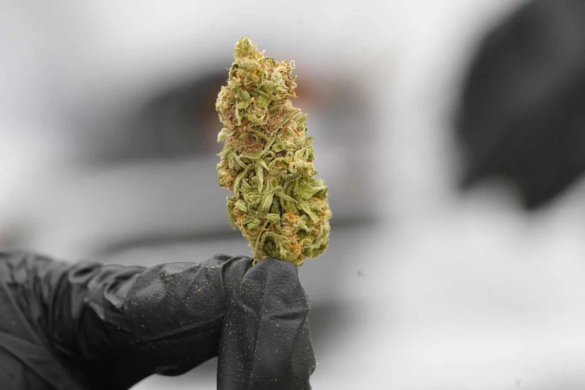 Wholesale THC Marijuana Buds Europe – Bulk Premium Cannabis for Dispensaries & Buyers