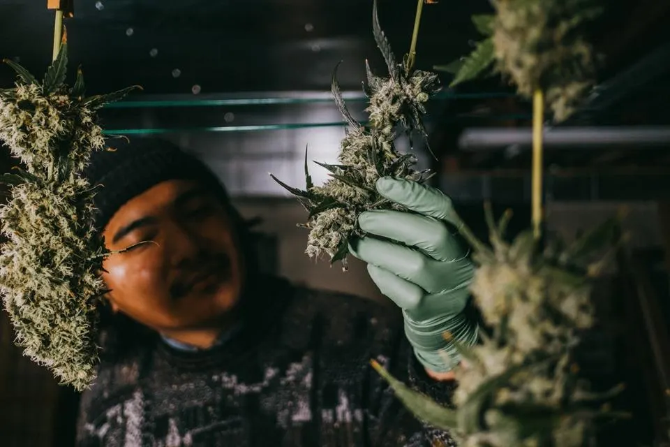 THCa Wholesale Europe – Buy Bulk THC-A Cannabis Flower Online