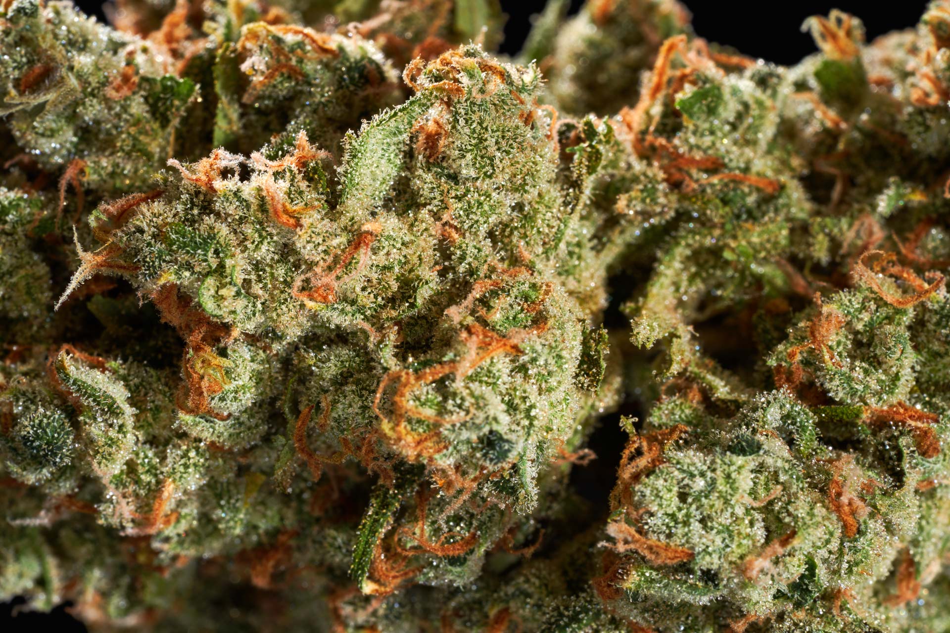 THCa Wholesale Europe – Buy Bulk THC-A Cannabis Flower Online