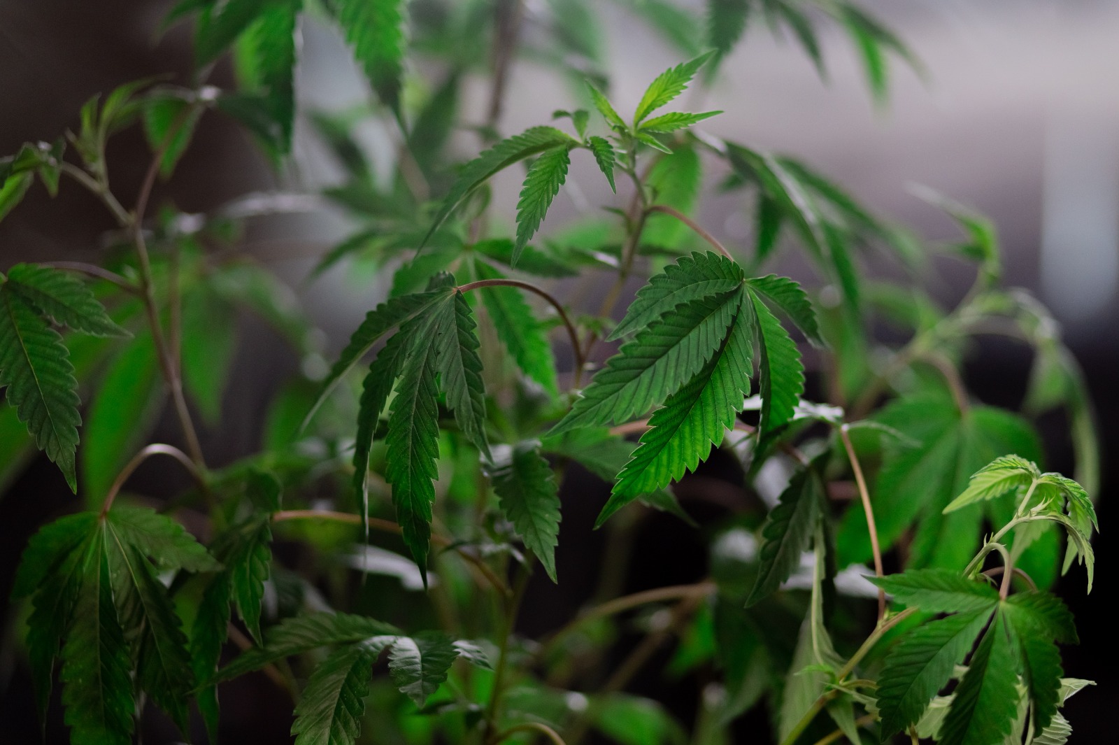 Cannabis Concentrates Aussie – Market Study and Consumer Preferences