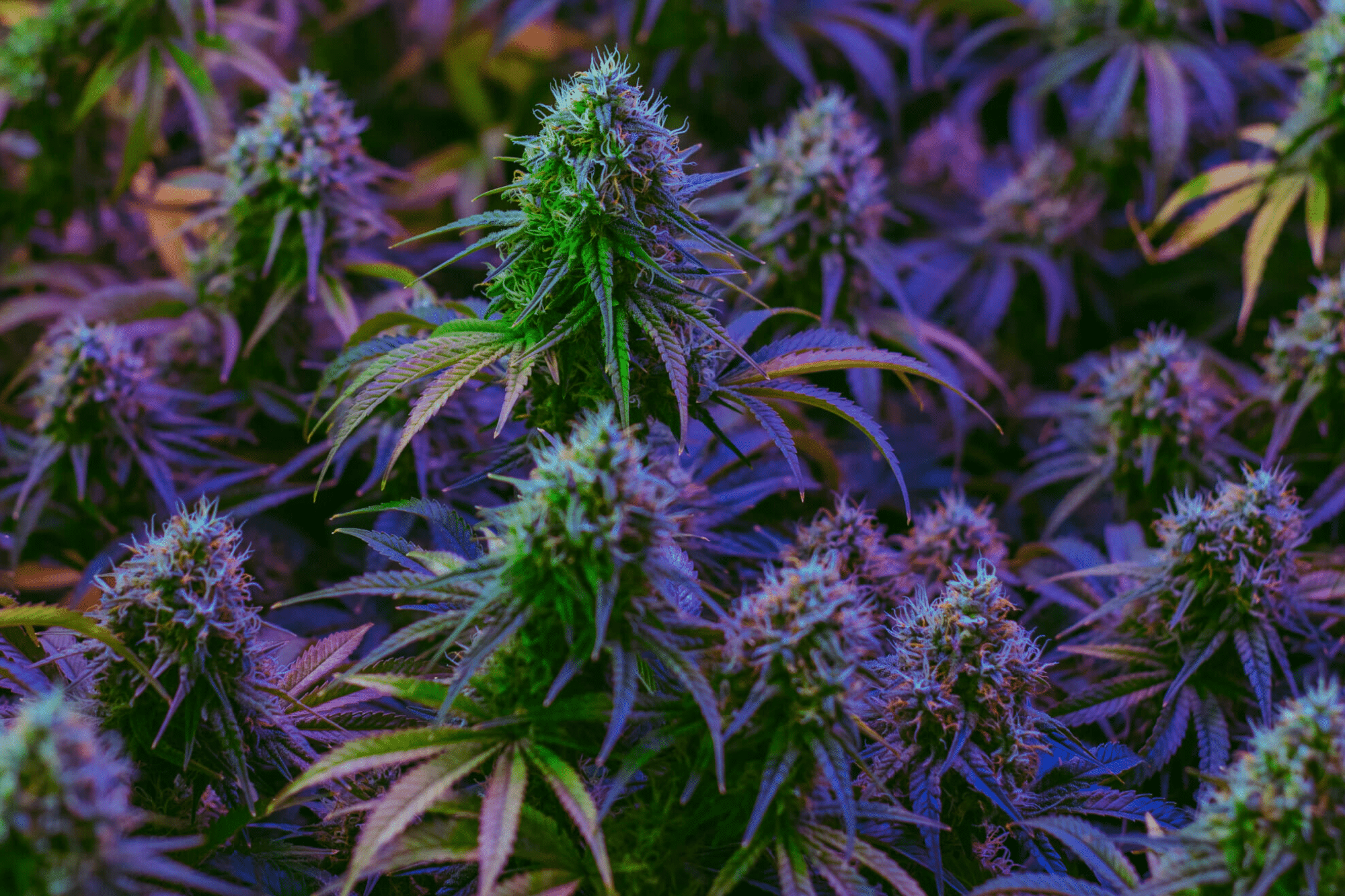 Megadose – Votre CBDShop en ligne pour des fleurs et résines CBD premium livrées partout en France