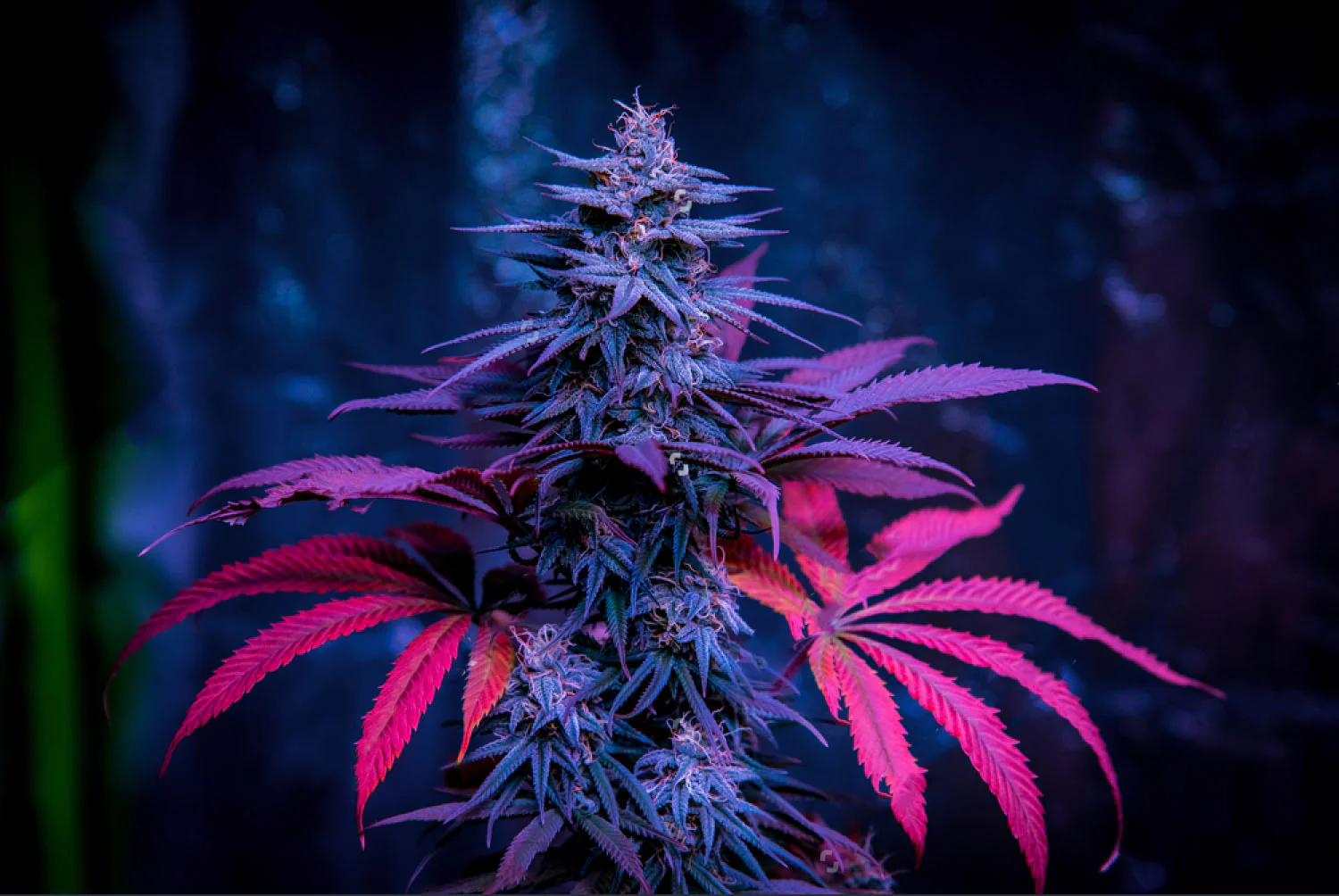 Discover Atlantic Cannabis Excellence with Premium Accessories and Essential Products