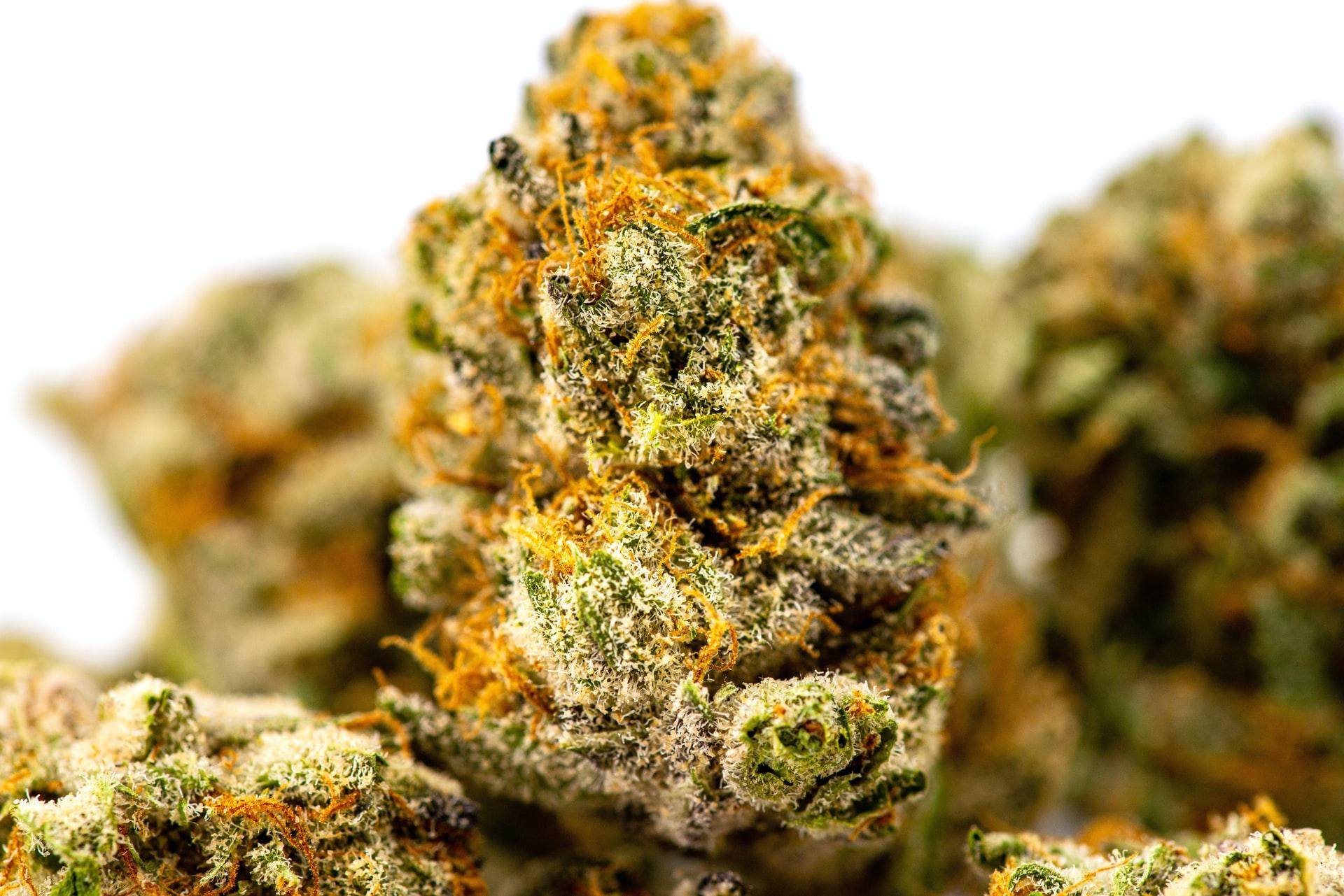 Euro Weed Clinic – The Best Place to Buy Marijuana Online Europe for Premium Quality